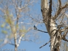 Mountain  Bluebird